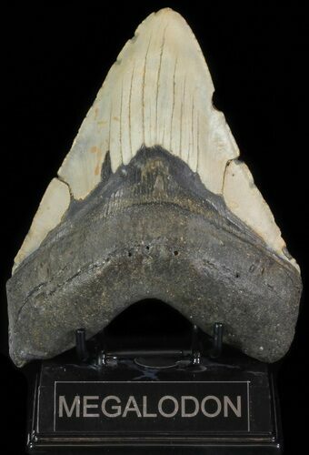 Bargain, Megalodon Tooth - North Carolina #66102